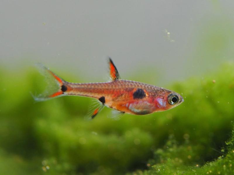 Dwarf Rasbora