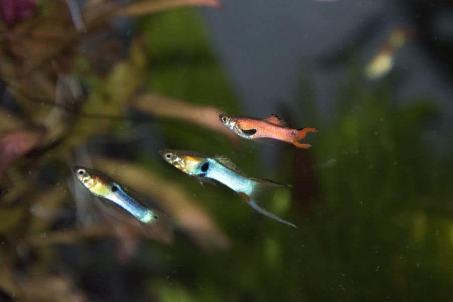 Endler’s Livebearers