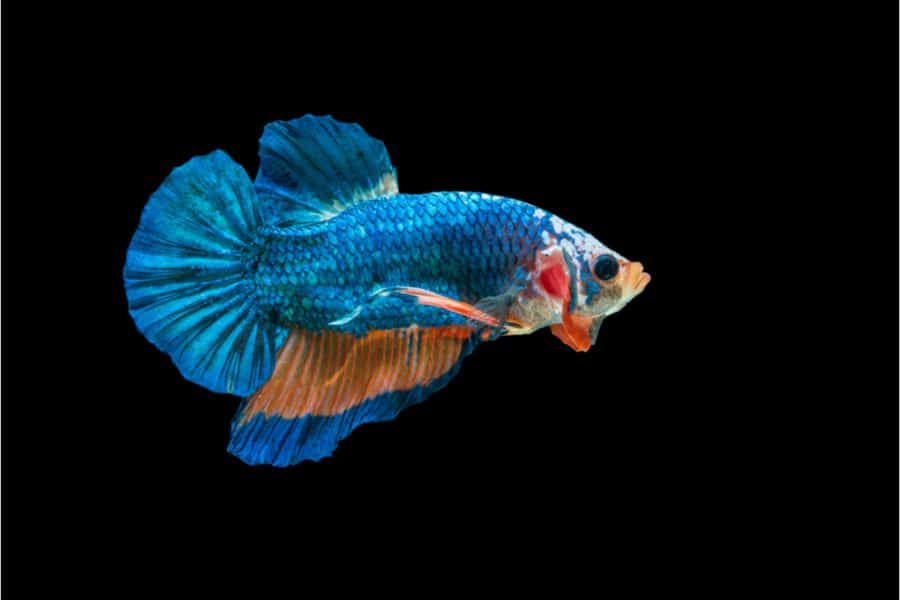 Female Betta