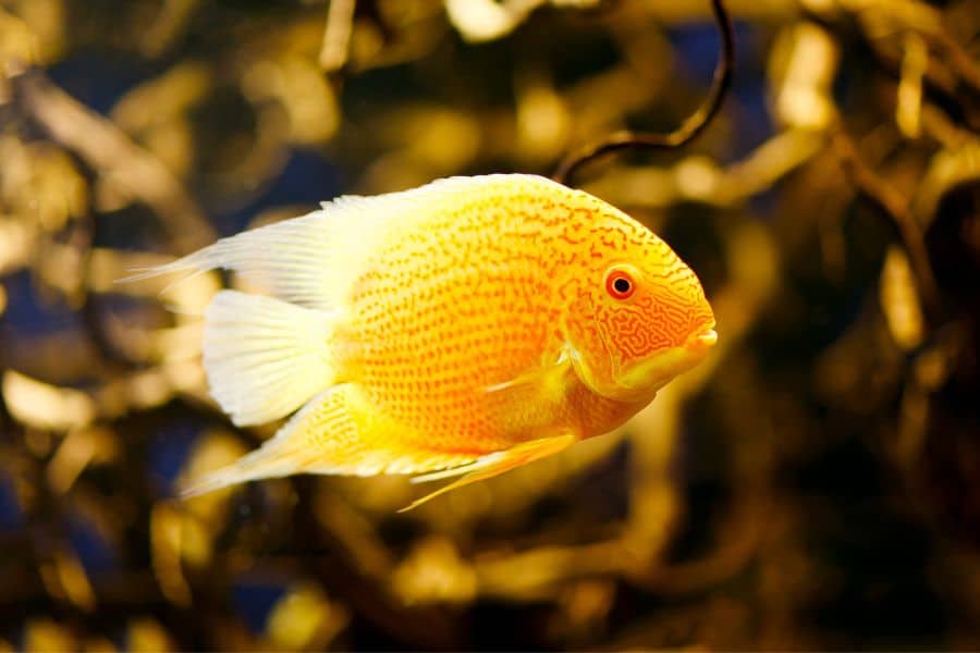 Golden Severum