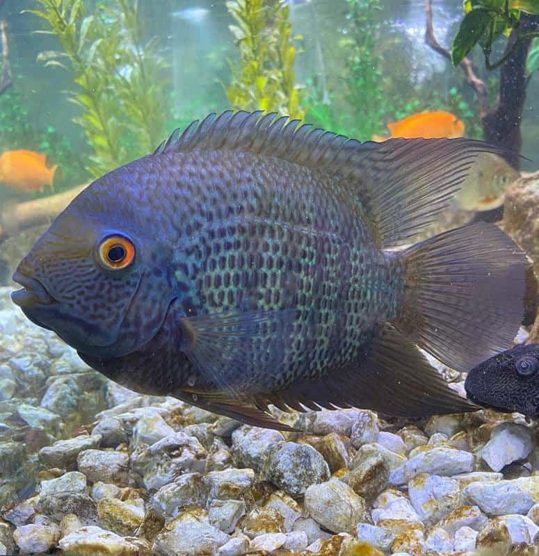 Green Severum