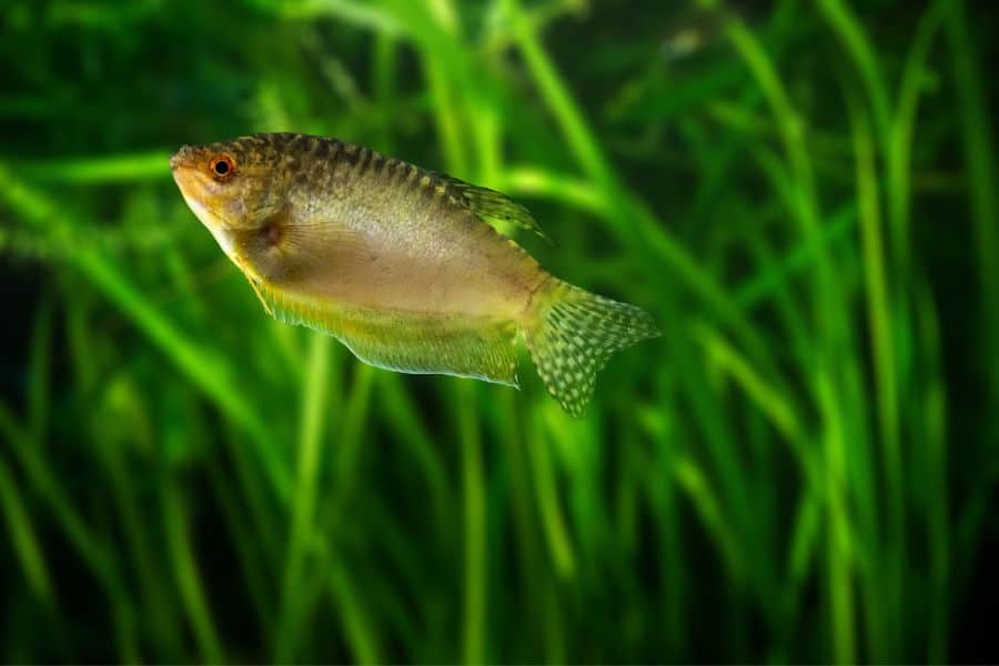 Honey Gourami