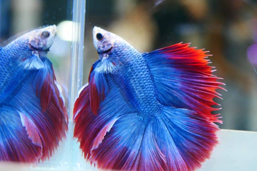 How Long Can Betta Fish Go Without Food