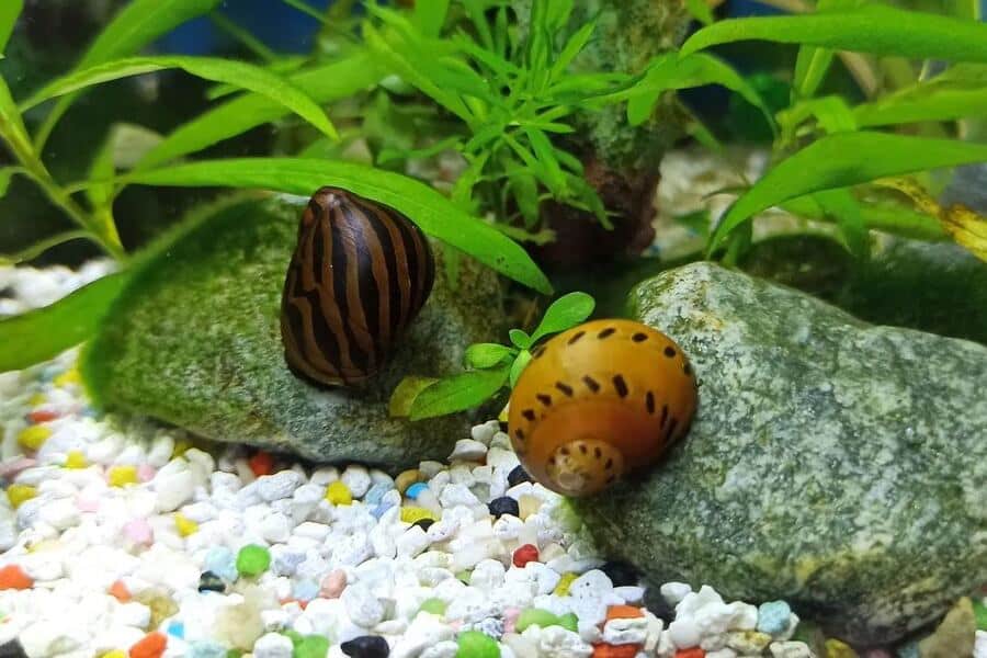 Is My Aquarium Snail Dead? 7 Ways To Check