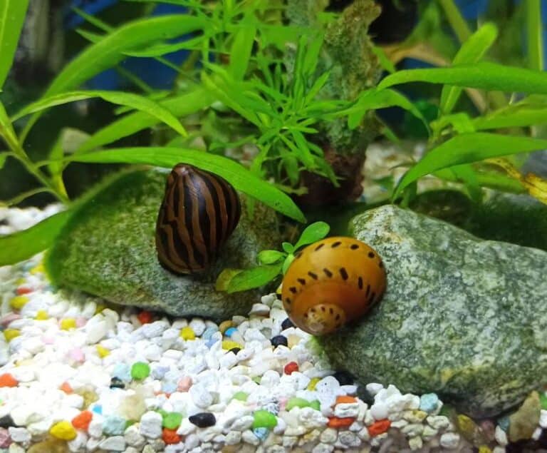 Is My Aquarium Snail Dead? 7 Ways To Check