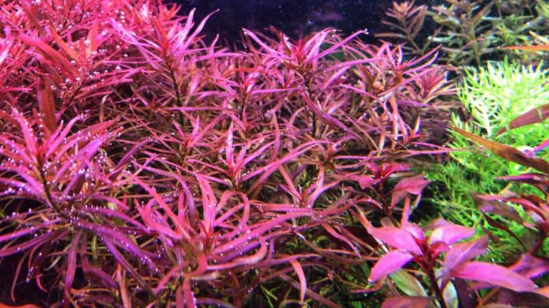 Ludwigia Arcuata