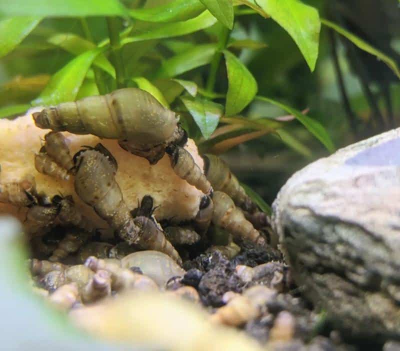 Malaysian Trumpet Snail Diet