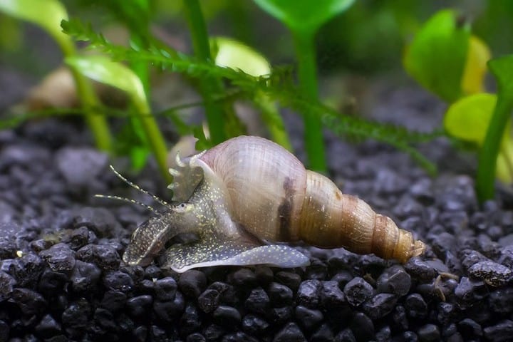 Malaysian Trumpet Snail