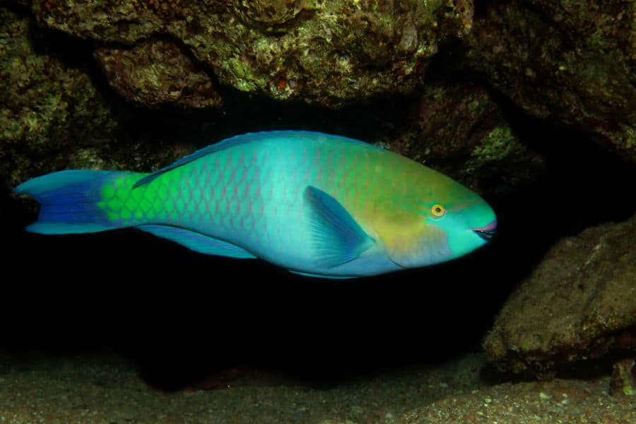 Parrotfish