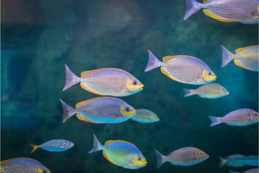 Rabbitfish