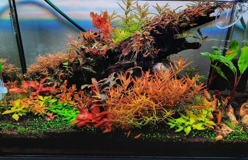 Red Aquarium Plants