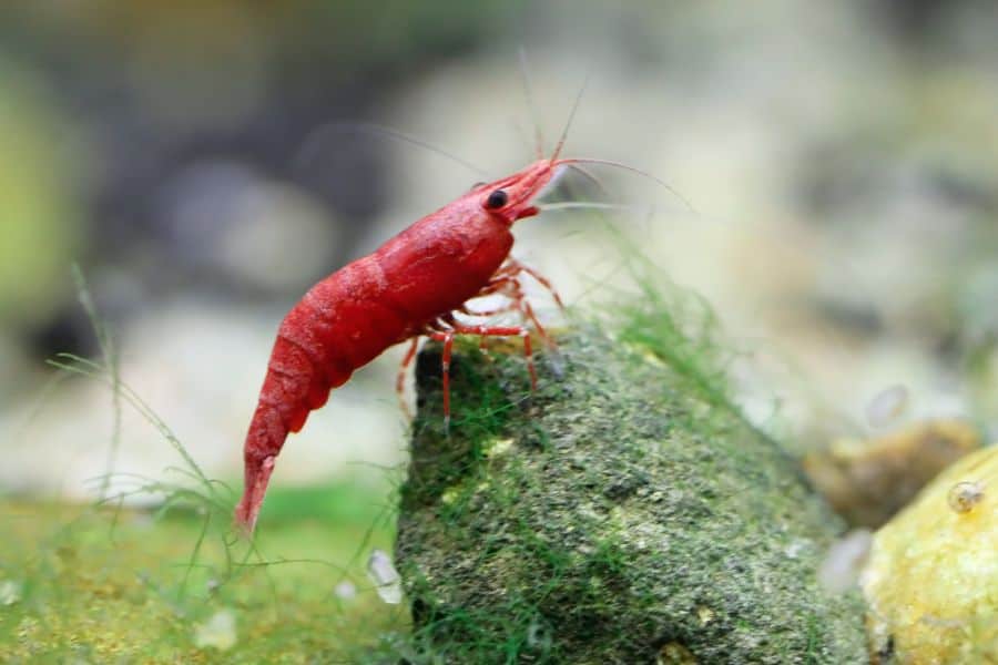 Red Cherry Shrimp