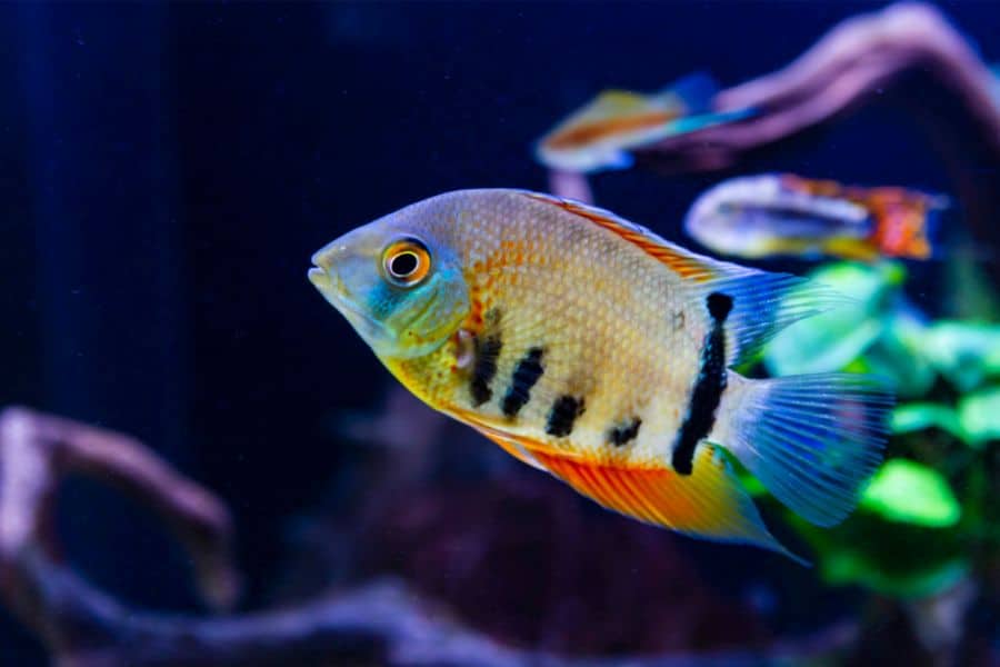 Red Shoulder Severum