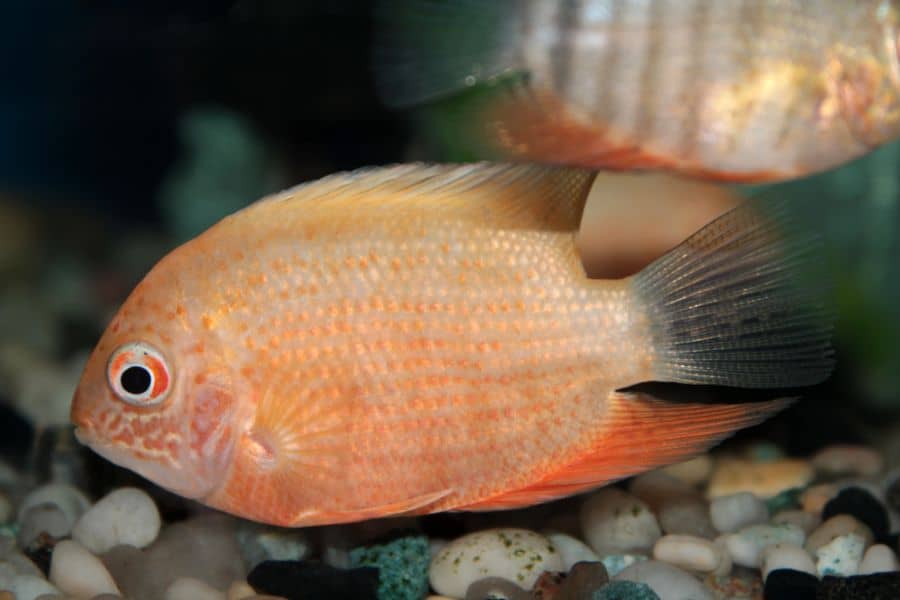 Red-Spotted Severum