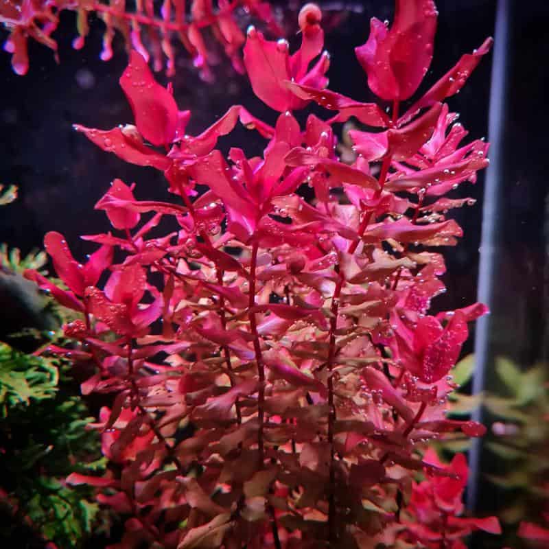 Rotala Macrandra