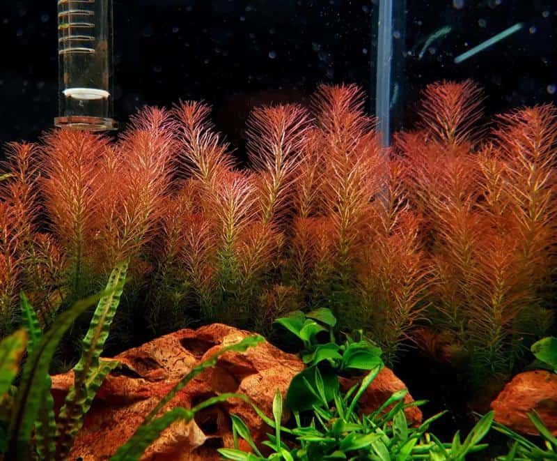 Rotala Wallichii