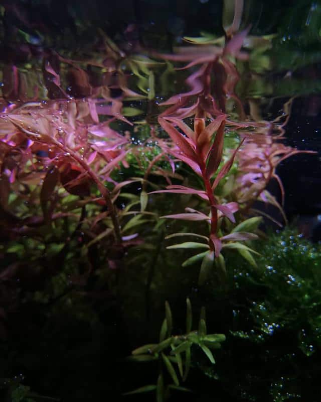 Rotala Yao Yai