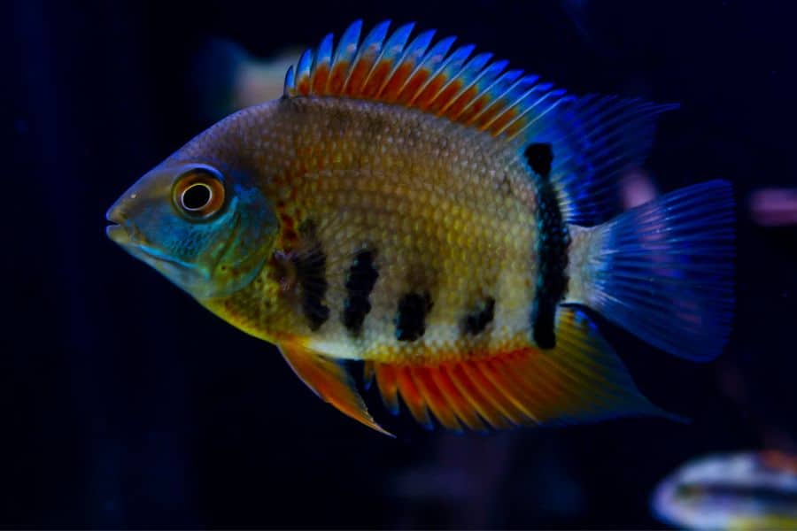 Severum Cichlid