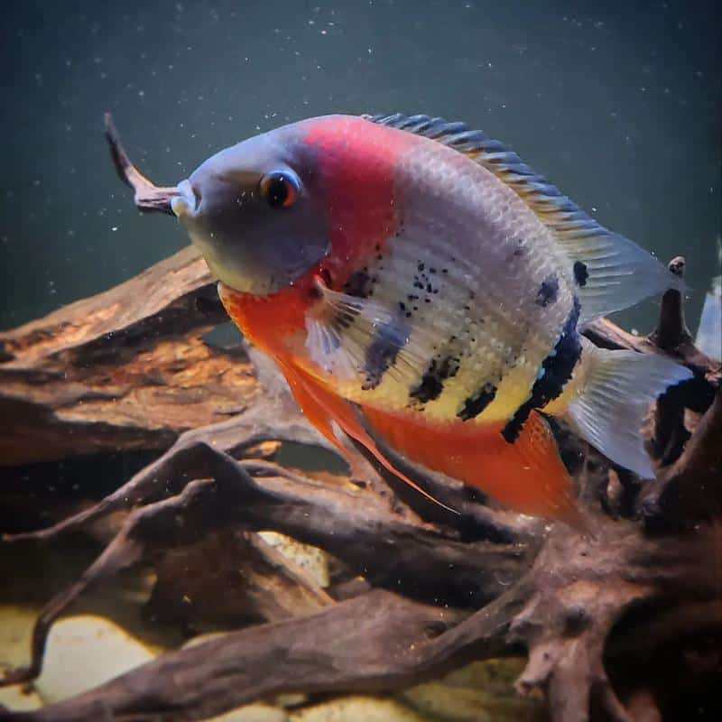 Severum Cichlid Diet