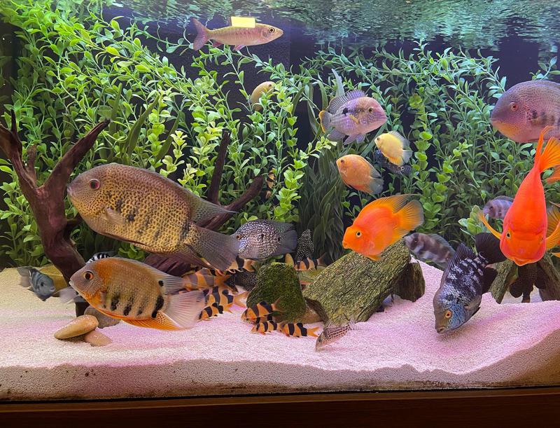 Severum Cichlid Tank Mates