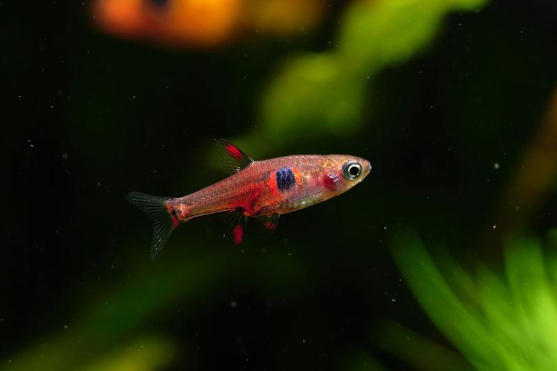 Strawberry Rasbora