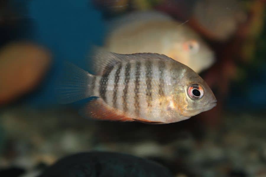 Turquoise Severum