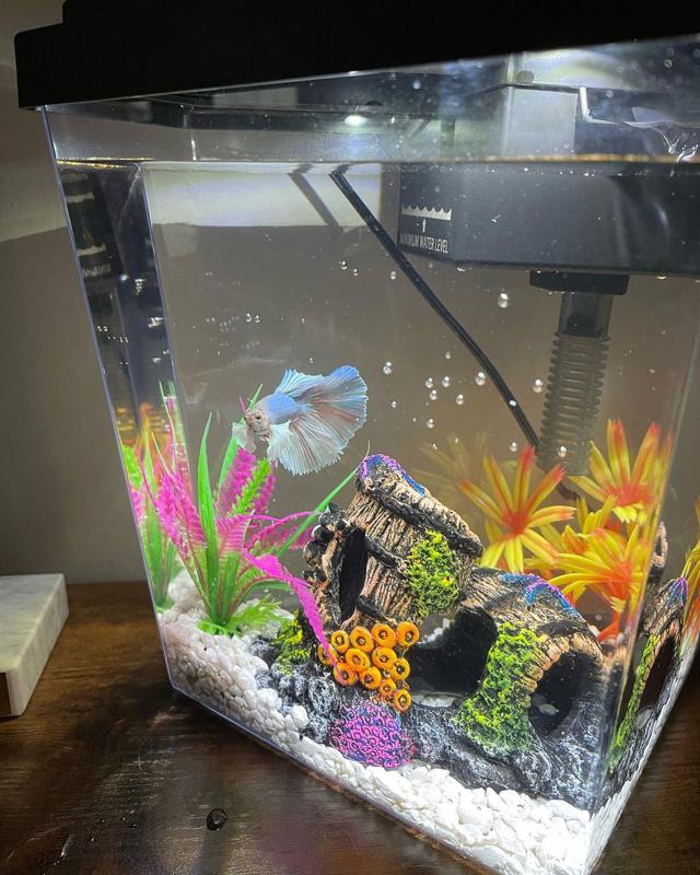 Preparing tank for betta fish best sale