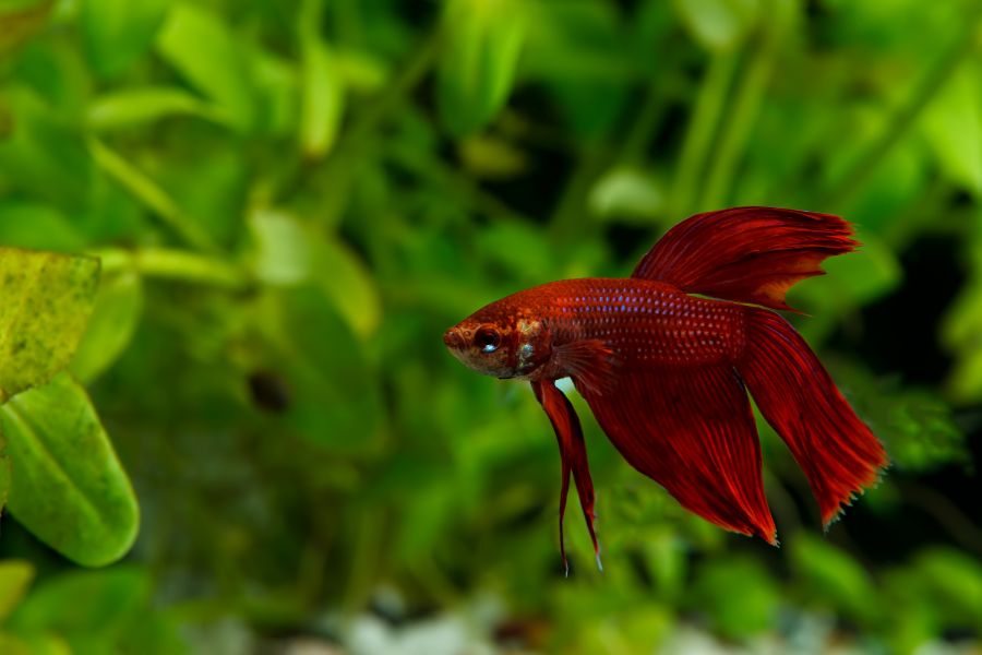 What To Put in Betta Fish Tank