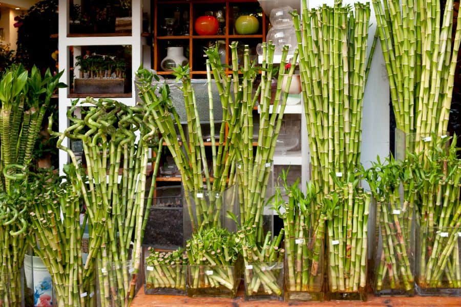 What is Lucky Bamboo