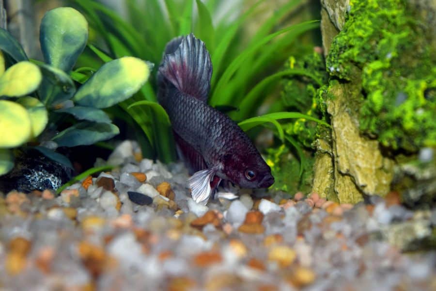 how often to feed betta fish