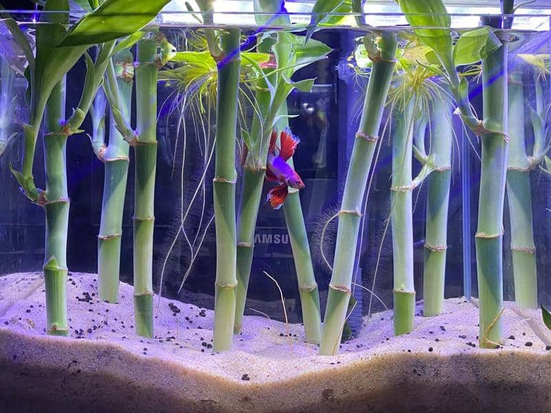 lucky bamboo in aquarium