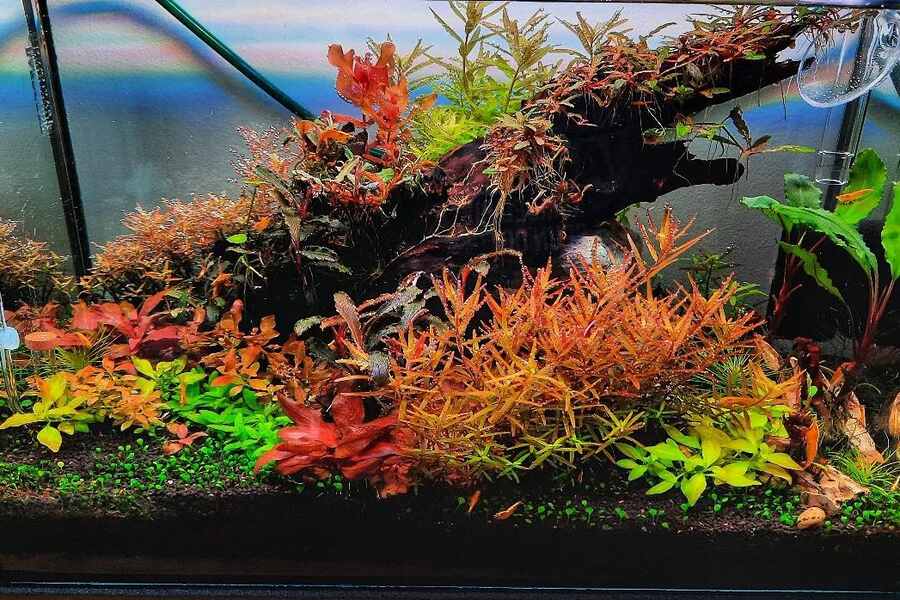 red aquarium plants