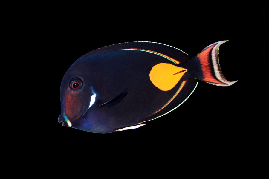 Achilles Tang (Acanthurus achilles)