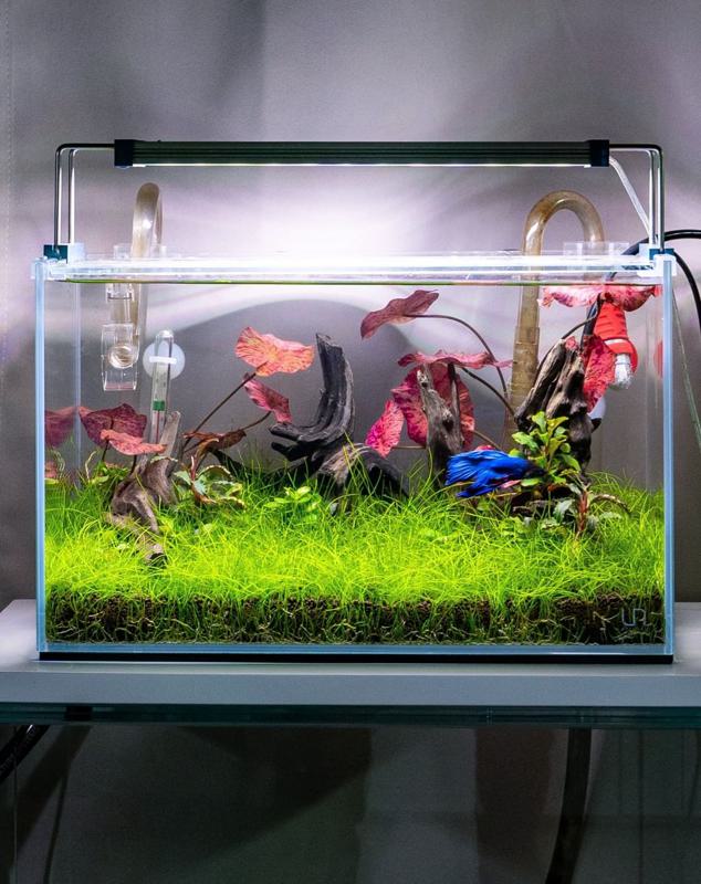 Addition of Live Plants