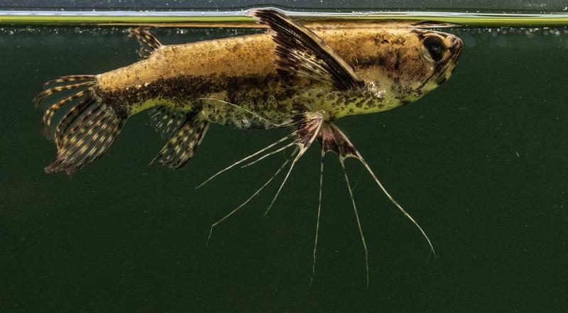 African Butterfly Fish