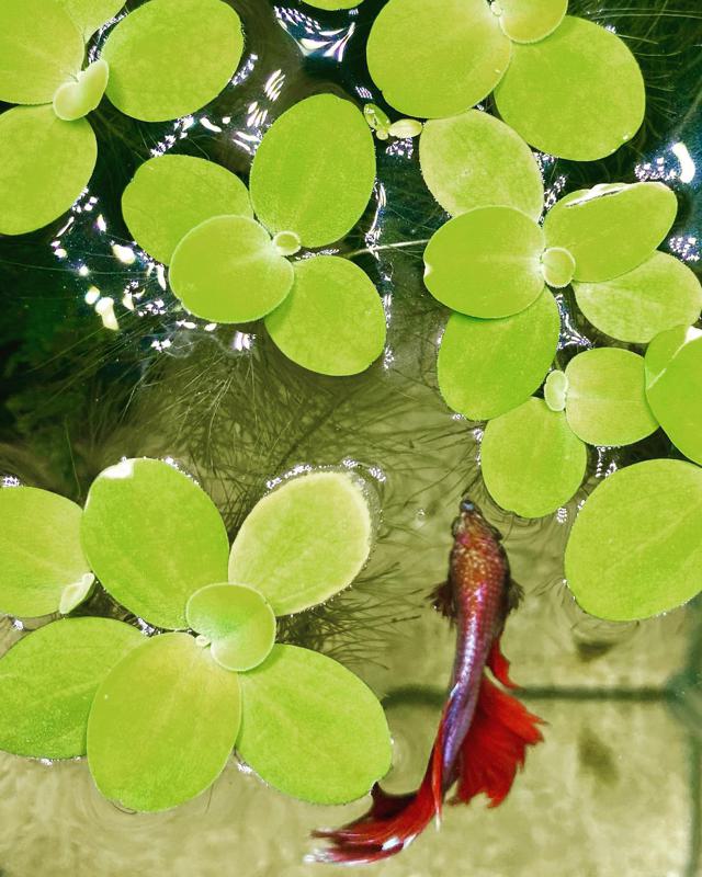 Amazon Frogbit