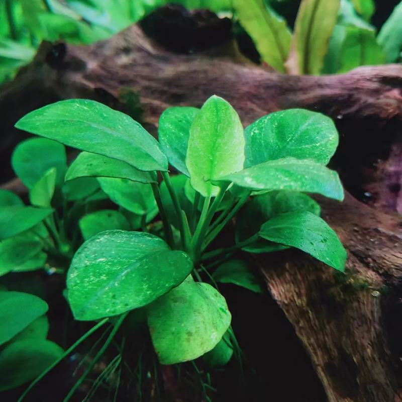 Anubias Plant