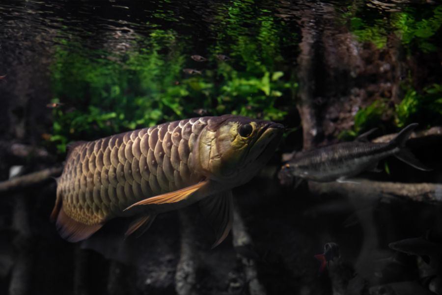 Arowanas