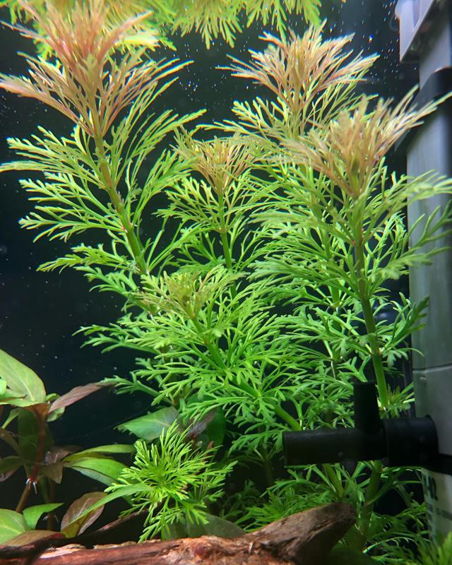 Asian Ambulia Dwarf Ambulia (Limnophila Sessiliflora)