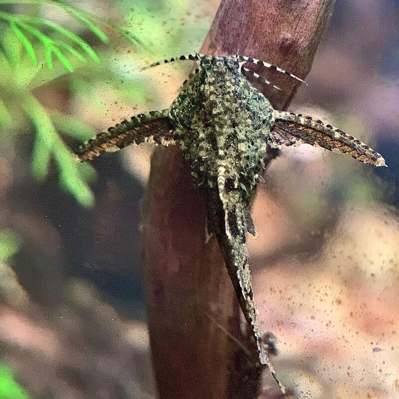 Asian Stone Catfish