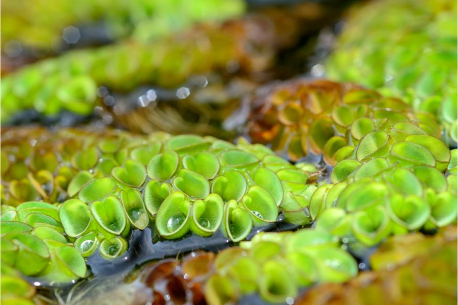 Asian Watermoss (Salvinia cucullata)