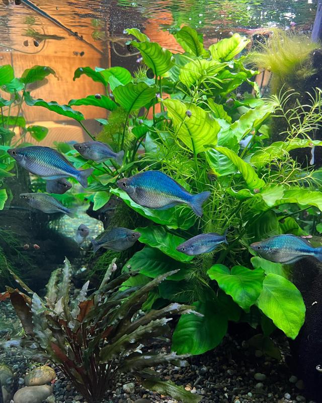 Australian Rainbow Fish Size Care Tank Mates