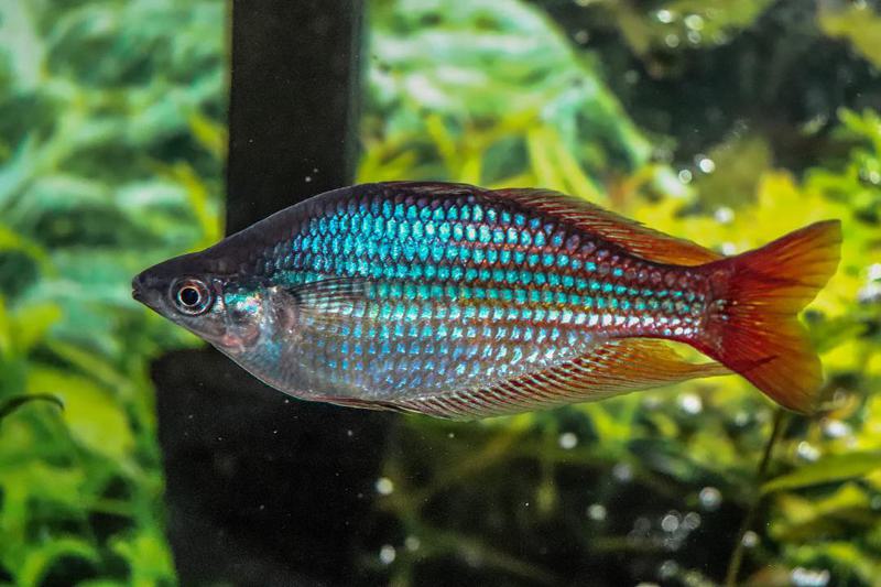 Australian Rainbow Fish Diet