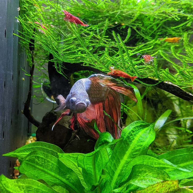 Best shrimp for betta tank best sale