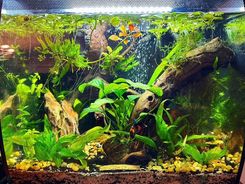 Before Adding Shrimp to a Betta Tank