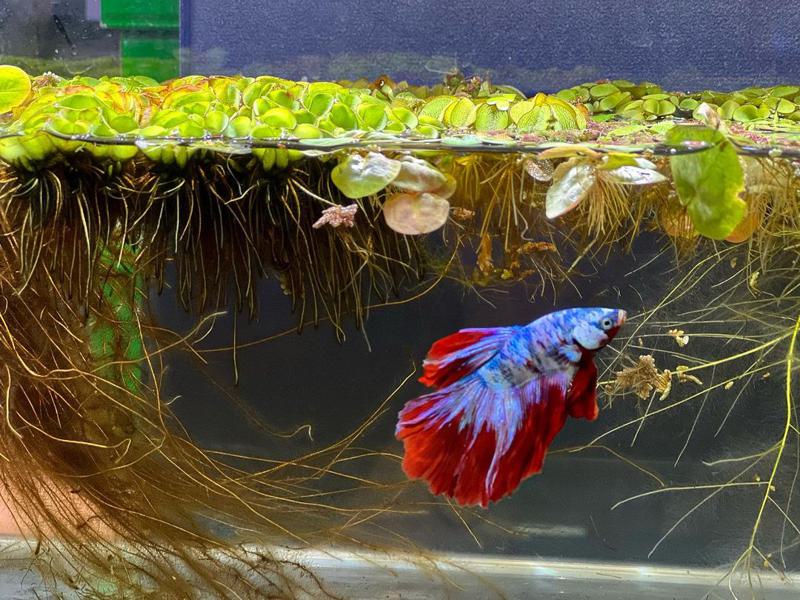 Floating live plants for betta fish best sale