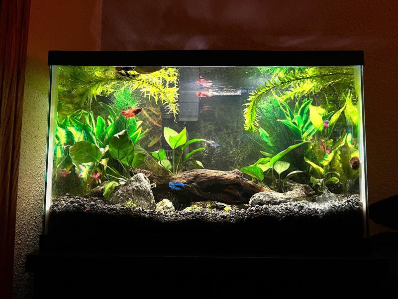 Best Light For Betta Fish