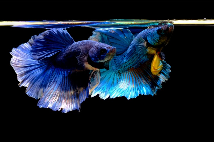 Betta Fish (Siamese Fighting fish)