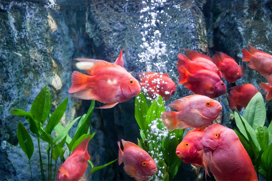 Blood Parrot Fish