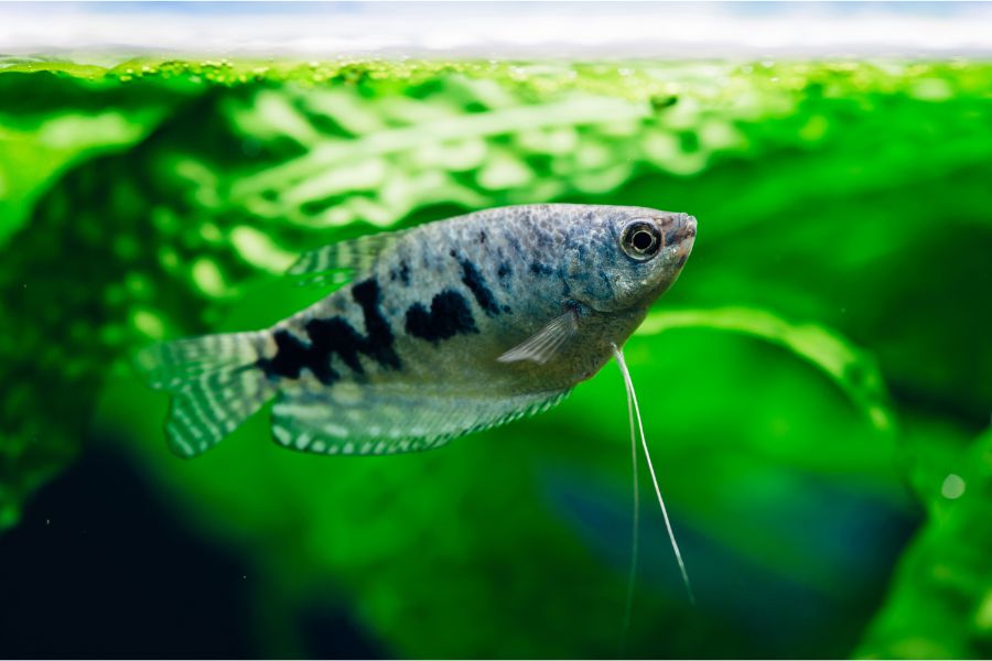 Blue Gouramis (Trichogaster trichopterus)